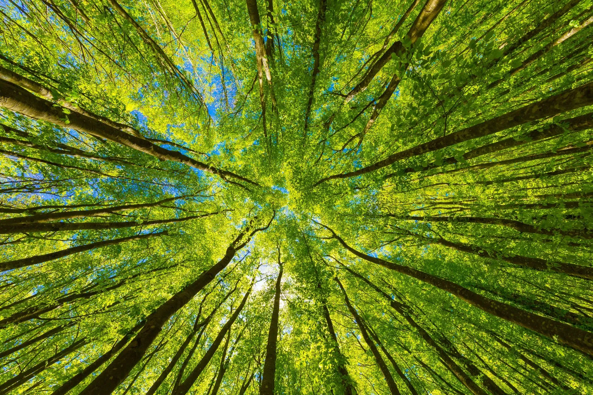 arbres.webp arbres.webp