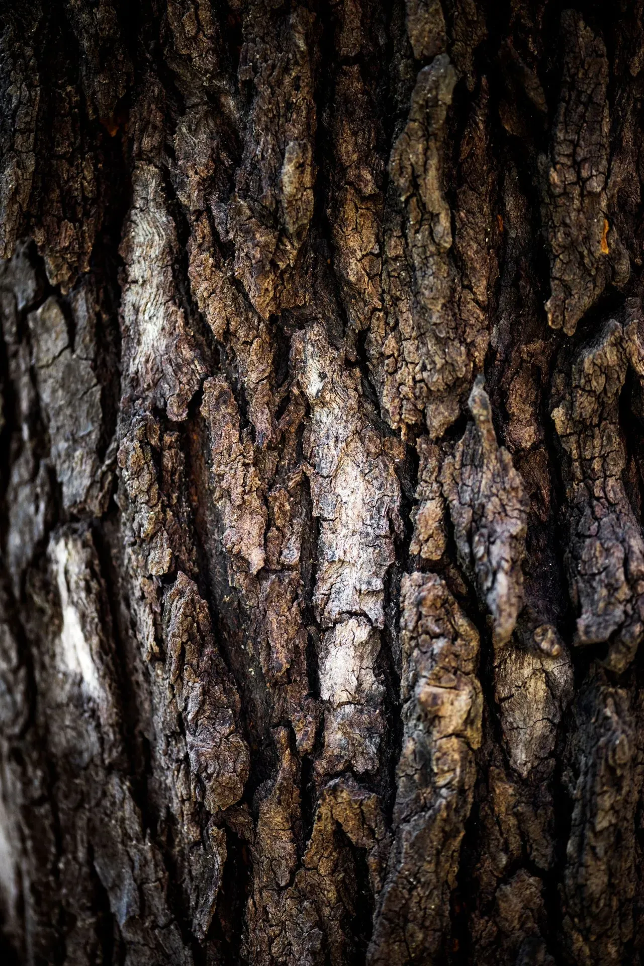 écorce de bois (2)webp écorce de bois (2)webp